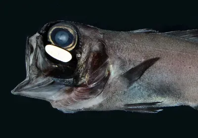 Flashlight fish